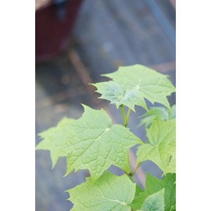 Kirengeshoma palmata taille du pot - en