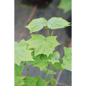 Kirengeshoma palmata taille du pot - en