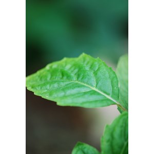 Kirengeshoma palmata taille du pot - en