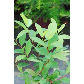 Itea de virginie 'henry's garnet' taille