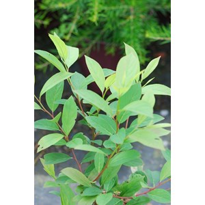 Itea de virginie 'henry's garnet' taille