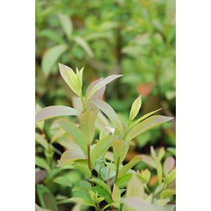 Itea de virginie 'henry's garnet' taille