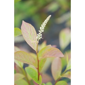 Itea de virginie 'henry's garnet' taille