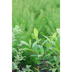 Itea de virginie 'henry's garnet' taille