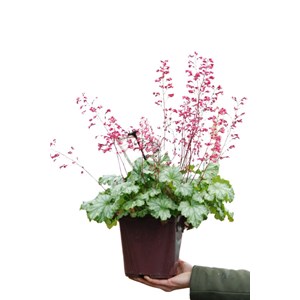 Heuchere paris' taille du pot - en pot