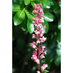 Heuchere paris' taille du pot - en pot