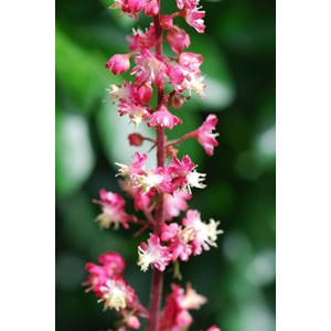 Heuchere paris' taille du pot - en pot