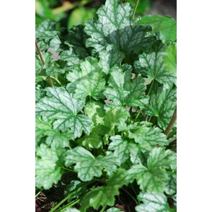 Heuchere paris' taille du pot - en pot