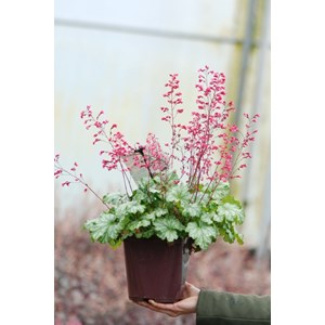 Heuchere paris' taille du pot - en pot de 3 litres