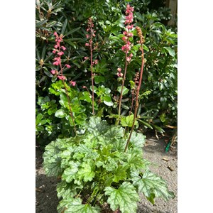 Heuchere paris' taille du pot - en pot de 3 litres