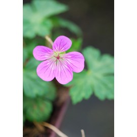 Géranium vivace kelly anne' taille du p