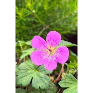 Géranium vivace kelly anne' taille du p