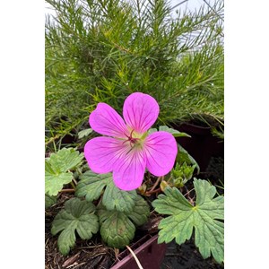 Géranium vivace kelly anne' taille du p