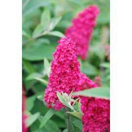 Arbre aux papillons butterfly candy ? Li