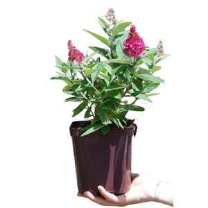 Arbre aux papillons butterfly candy ? Li