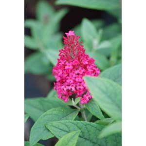 Arbre aux papillons butterfly candy ? Li