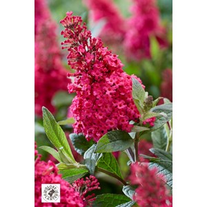 Arbre aux papillons butterfly candy ? Li