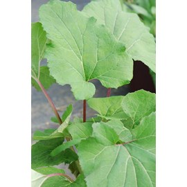 Petasites hybridus taille du pot - en po