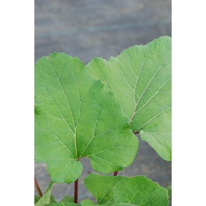 Petasites hybridus taille du pot - en po