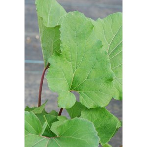 Petasites hybridus taille du pot - en po