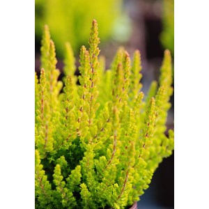 Bruyère d'été zoé' taille du pot - e