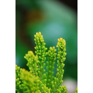 Bruyère d'été zoé' taille du pot - e