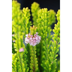 Bruyère d'été zoé' taille du pot - e