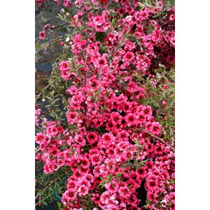 Leptospermum 'crimson glory' taille du p