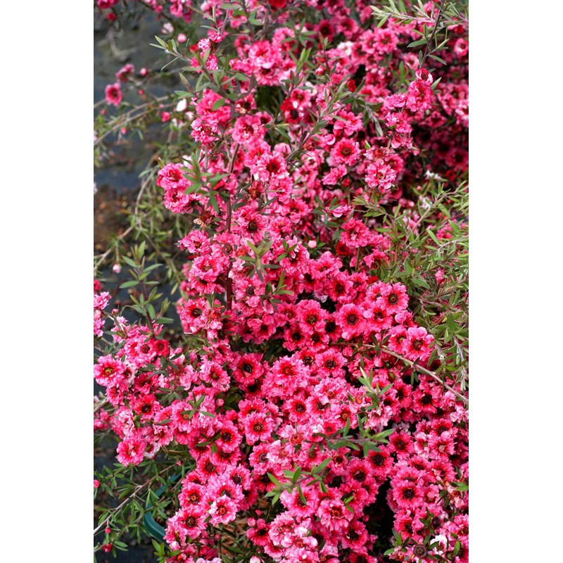 Roué Pépinières - Leptospermum 'crimson glory' taille du pot - en pot de 3 litres