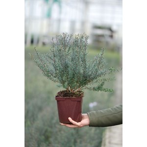 Leptospermum 'crimson glory' taille du pot - en pot de 3 litres