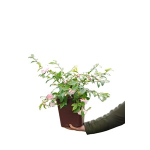 Camélia 'sweet emily kate' taille du po