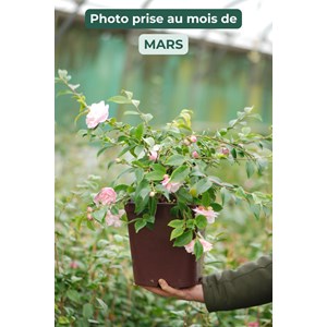 Camélia 'sweet emily kate' taille du po