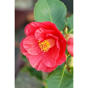 Camélia 'holly bright' taille du pot -