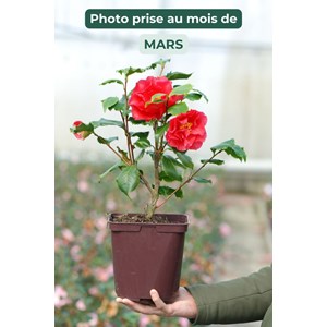 Camélia 'holly bright' taille du pot -