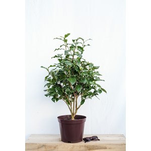 Camélia 'holly bright' taille du pot -