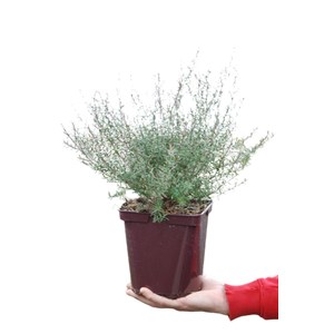 Leptospermum 'winter cheer' taille du po