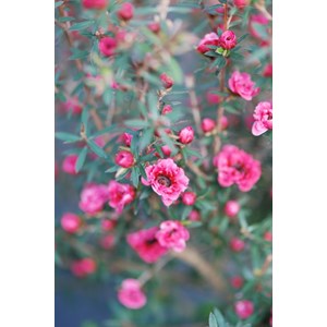 Leptospermum 'winter cheer' taille du po