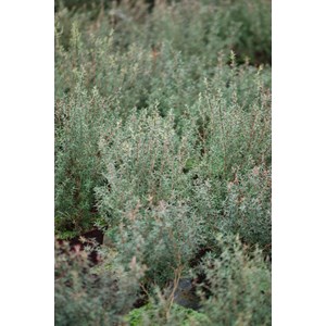 Leptospermum 'winter cheer' taille du po