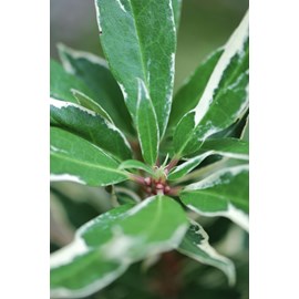 Rhododendron pontique variegatum' taill