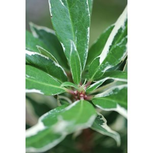 Rhododendron pontique variegatum' taille du pot - en pot de 5 litres