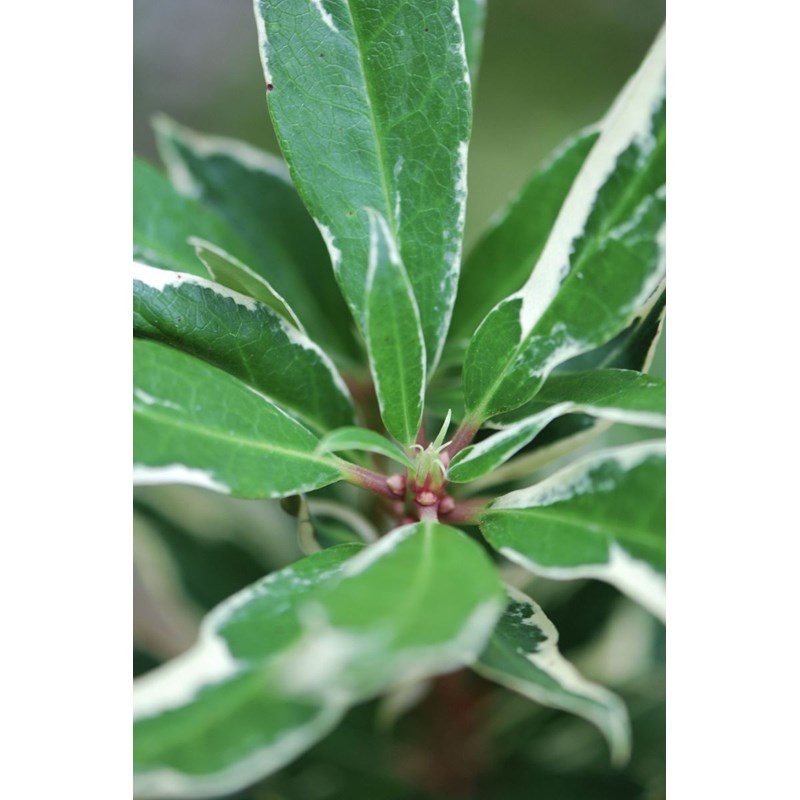 Roué Pépinières - Rhododendron pontique variegatum' taille du pot - en pot de 5 litres