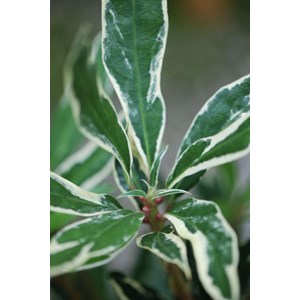 Rhododendron pontique variegatum' taill