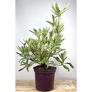 Rhododendron pontique variegatum' taill