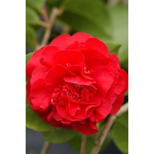 Camélia 'kramer's supreme' taille du po