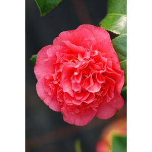 Camélia 'kramer's supreme' taille du po