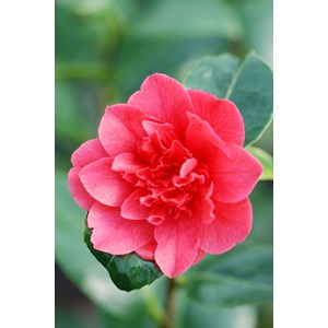 Camélia 'kramer's supreme' taille du po