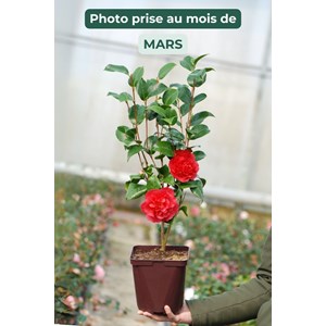 Camélia 'kramer's supreme' taille du po