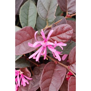 Loropetalum 'fire dance' taille du pot -