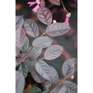 Loropetalum 'fire dance' taille du pot -