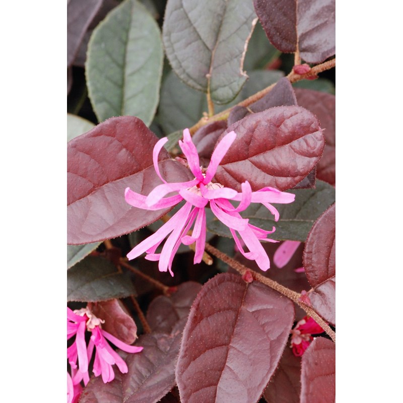 Roué Pépinières - Loropetalum 'fire dance' taille du pot - en pot de 5 litres
